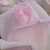 Rózsaszín - Teahibrid rózsa - Königlicht Hoheit